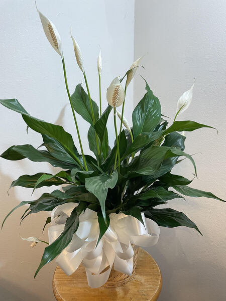 Spathiaphillum / Peace Lily from Polly's Blooms in Sumter, SC