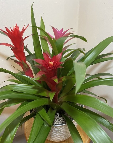 Bromeliad from Polly's Blooms in Sumter, SC
