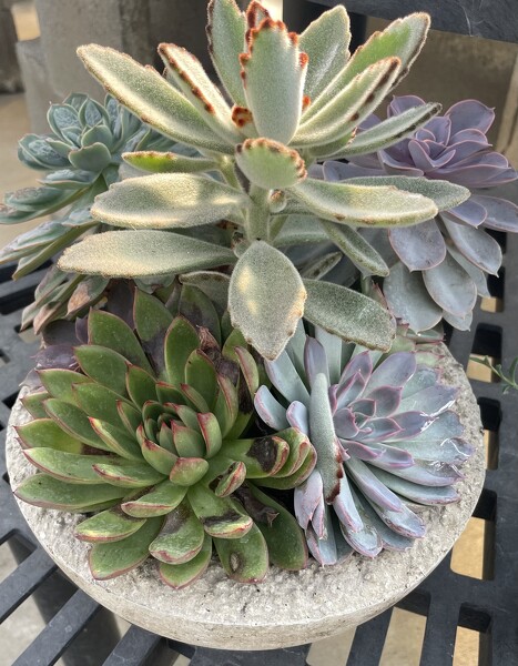 Forever Succulents  from Polly's Blooms in Sumter, SC