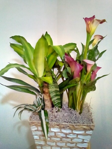Double plant basket from Polly's Blooms in Sumter, SC