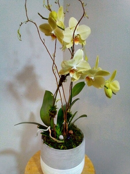 Orchid planter from Polly's Blooms in Sumter, SC
